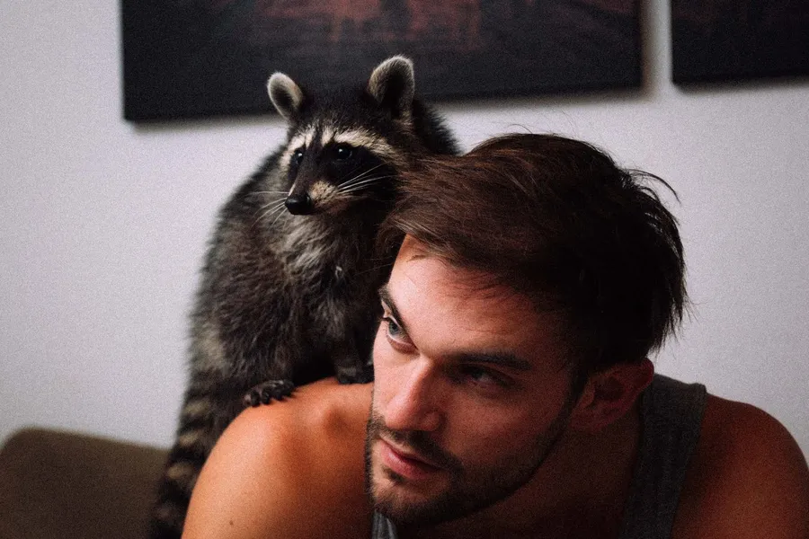 Raccoon climbs onto a young man's shoulder indoors, flash by Kilian Amrehn