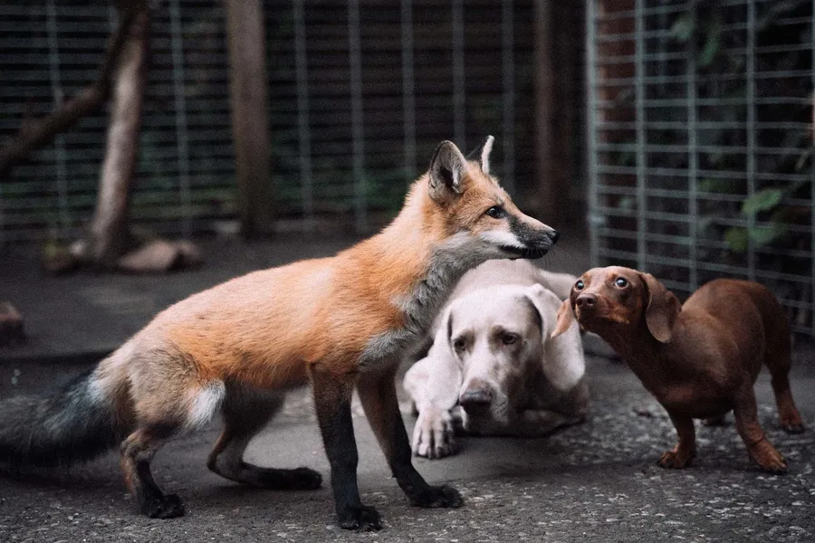 Fox beside a white dog and a dachshund in a yard in front of a wire fence, flash by Kilian Amrehn