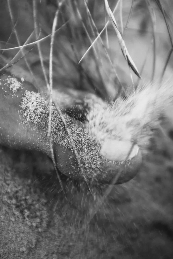 Sandy foot in dune grass, close-up, black and white, Denmark, flash by Kilian Amrehn