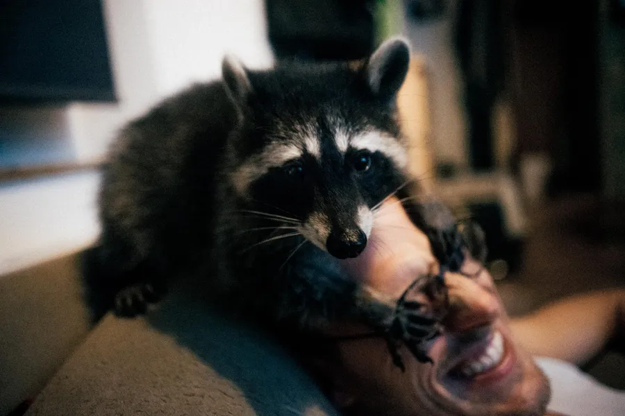Raccoon crawls over a laughing man's face, close-up, flash by Kilian Amrehn