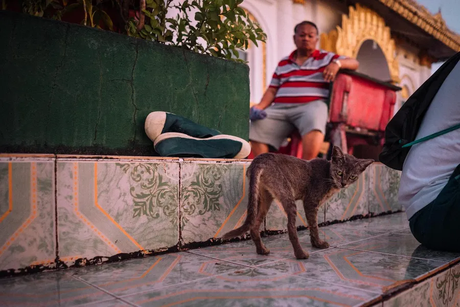 Cat on tiled temple steps, a man on a red chair behind, flash by Kilian Amrehn