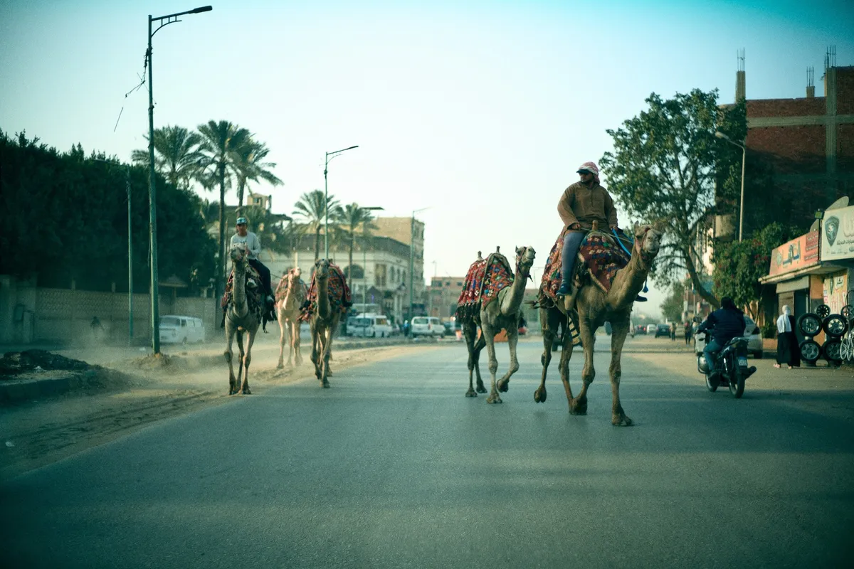 Männer reiten auf Kamelen eine breite Straße entlang, Palmen und Motorrad, Abendlicht, Kairo 2023, Reportage von Kilian Amrehn