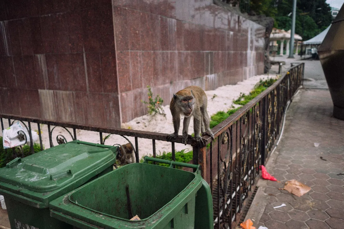 Affe balanciert auf einem Eisengeländer neben grünen Mülltonnen, gefliester Gehweg, Malaysia 2017, Reportage von Kilian Amrehn