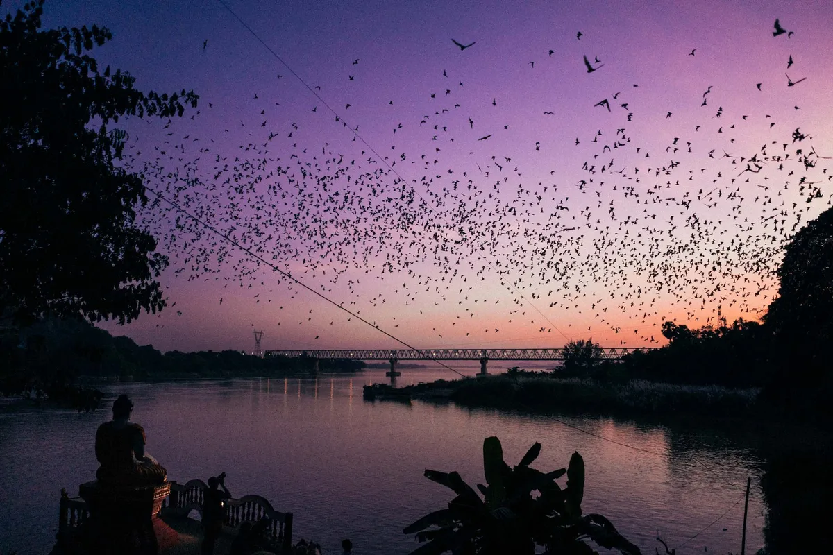 Dichter Schwarm fliegender Tiere über einem Fluss mit Brücke am violetten Abendhimmel, Myanmar 2017, Reportage von Kilian Amrehn