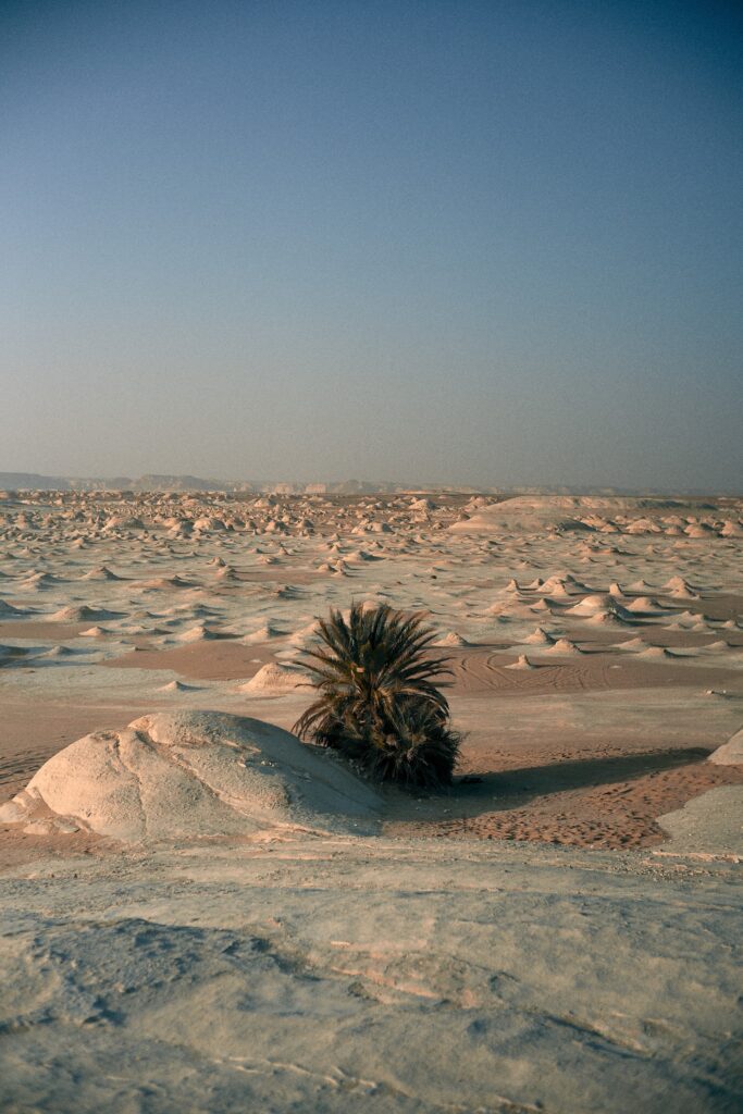 Foto von einer Palme in einer Wüstenlandschaft